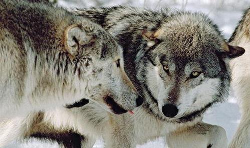 狼王事件爆料视频大全集